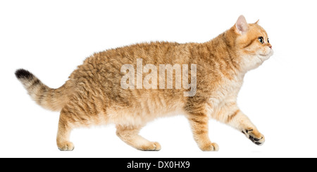 Vue latérale d'un British Shorthair walking in front of white background Banque D'Images