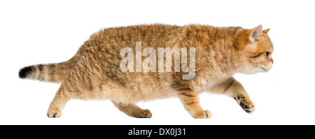 Vue latérale d'un British Shorthair, marche sur le prowl in front of white background Banque D'Images