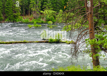 Vue de la rivière Deschutes par une forêt dans le centre de l'Oregon Banque D'Images