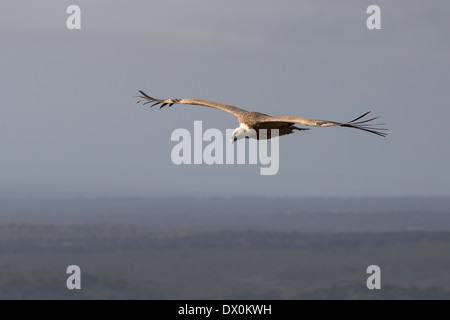 Vautour fauve, Gänsegeier, Gyps fulvus, Parc National de Monfragüe, l'Espagne, l'Estrémadure, planeur Banque D'Images