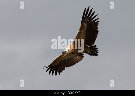 Vautour fauve, Gänsegeier, Gyps fulvus, Parc National de Monfragüe, l'Espagne, l'Estrémadure, planeur Banque D'Images