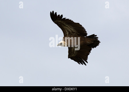 Vautour fauve, Gänsegeier, Gyps fulvus, Parc National de Monfragüe, l'Espagne, l'Estrémadure, planeur Banque D'Images