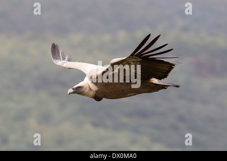 Vautour fauve, Gänsegeier, Gyps fulvus, Parc National de Monfragüe, l'Espagne, l'Estrémadure, planeur Banque D'Images