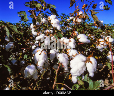 Les capsules de fruit mûr le plant de coton, le coton (Gossypium herbaceum) Banque D'Images