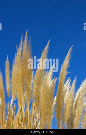 Pampas grass against blue sky Banque D'Images