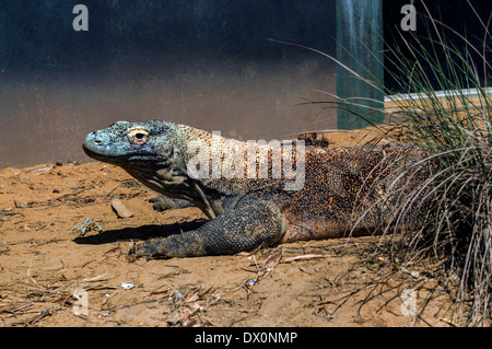 Prisonnier dragon de Komodo (Varanus komodoensis), alias, moniteur de Komodo est une espèce de lézards trouvés sur l'île de Komodo. Banque D'Images