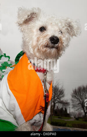 Manchester UK, 16 mars 2014. La BOW, Schnauzer au St Patrick's Day procession religieuse à Manchester. Fête de la Saint Patrick (Irlandais : Lá Fhéile Pádraig, 'le jour de la fête de Patrick') est une fête religieuse et culturelle célébrée chaque année le 17 mars, la date de décès de la plus couramment reconnu patron de l'Irlande, Saint Patrick. Credit : Cernan Elias/Alamy Live News Banque D'Images