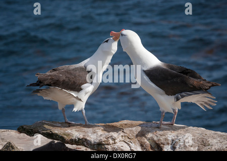 Deux albatros à sourcils noirs engagés dans rituel d'accouplement Banque D'Images