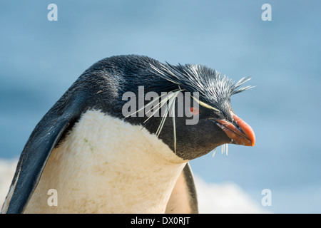 Close up of Southern Rockhopper Penguin Banque D'Images