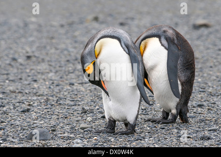 Deux Pingouins Roi sleeping on Rocky beach Banque D'Images