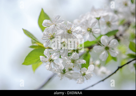 Dans l'abeille de fleurs de cerisier isolées Banque D'Images