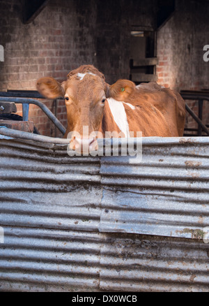 Guernesey vache laitière dans étable lookin gover gate Banque D'Images