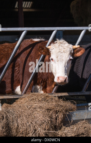 Taureau hereford en étable foin manger Banque D'Images