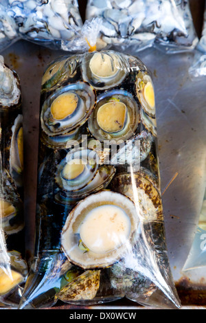 Les huîtres sur un marché à Rawai Beach, Phuket, Thaïlande Banque D'Images