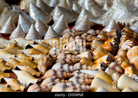 Moules sur un marché à Rawai Beach, Phuket, Thaïlande Banque D'Images