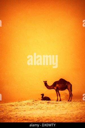De la famille des chameaux dans le désert, chameau de grande taille avec son enfant se reposant sur le sable chaud dans dune, la belle nature, les mammifères sauvages Banque D'Images