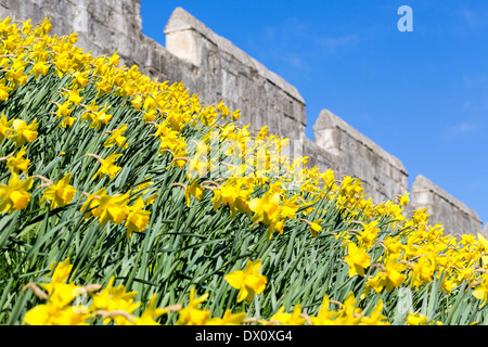 Jonquilles printemps sur les murs de la ville, York Banque D'Images