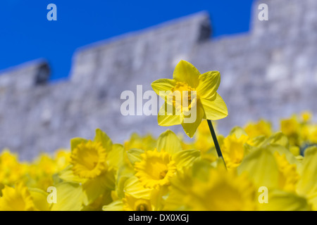 Jonquilles printemps sur les murs de la ville, York Banque D'Images