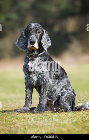 Un vieux chien Cocker assis dehors sur l'herbe dans la campagne Banque D'Images