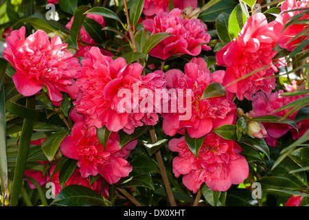 Fleurs de Camellia massés x williamsii "anticipation" dans un jardin de Plymouth Banque D'Images