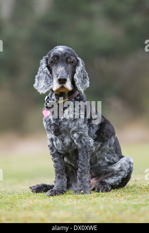 Un vieux chien Cocker assis dehors sur l'herbe dans la campagne Banque D'Images