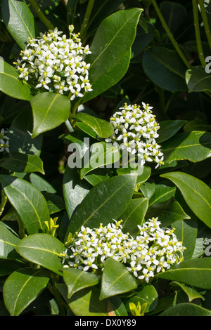 Forme féminine de Skimmia japonica, fleurs blanches au début du printemps, fruits rouges à l'automne Banque D'Images