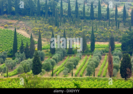 Montalcino Banque D'Images