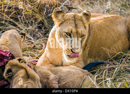 Lionne et lionceaux se nourrissant de tuer une antilope, Lion Sands Nature Reserve, Sabi Sand Game Reserve, Skukuza, Kruger Park Banque D'Images