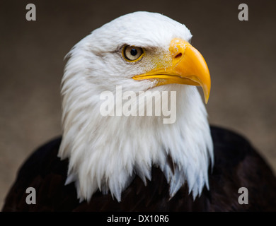 Portrait féroce d'un pygargue à tête blanche (Haliaeetus leucocephalus), originaire d'un oiseau de proie d'Amérique du Nord. Banque D'Images