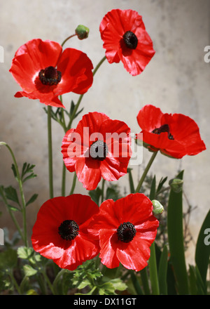 Persian Buttercup, Ranunculus asiaticus, Ranunculaceae. La Crète, la Grèce, l'Asie occidentale. Banque D'Images