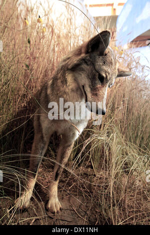 Prairie City, Iowa, États-Unis. Mar 15, 2014. Un Coyote monté dans son habitat naturel dans le centre d'apprentissage des Prairies à l'Neal Smith National Wildlife Refuge situé juste au sud de Prairie City, Iowa. Les 11 200 hectares de prairie abrite un troupeau de bisons, élans et plusieurs kilomètres de sentiers qui serpentent à travers une variété d'écosystèmes. Plus d'informations sur le refuge peut être obtenu à l'www.fws.gov/refuge/Neal Smith. © Kevin E. Schmidt/ZUMAPRESS.com/Alamy Live News Banque D'Images