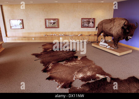 Prairie City, Iowa, États-Unis. Mar 15, 2014. Une exposition interactive sur le bison dans la Prairie Learning Centre à l'Neal Smith National Wildlife Refuge situé juste au sud de Prairie City, Iowa. Les 11 200 hectares de prairie abrite un troupeau de bisons, élans et plusieurs kilomètres de sentiers qui serpentent à travers une variété d'écosystèmes. Plus d'informations sur le refuge peut être obtenu à l'www.fws.gov/refuge/Neal Smith. © Kevin E. Schmidt/ZUMAPRESS.com/Alamy Live News Banque D'Images