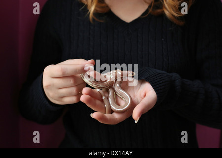 Un gros plan d'un serpent dans les mains d'une fille. Banque D'Images