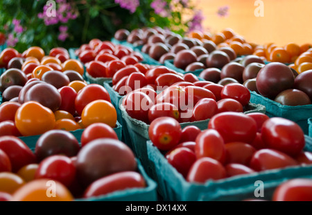 Paniers de tomates fraîches dans de nombreuses variétés, cultivées dans les régions rurales du sud de l'Ontario (région du Niagara). En vente à un marché de la route. Banque D'Images