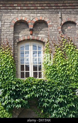 Mur d'une chambre avec fenêtre couverte de lierre Banque D'Images