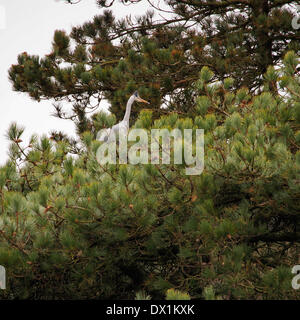 Leyland, Lancashire, Royaume-Uni, le 16 mars, 2014. Les hérons assis sur son nid en haut des pins à Cuerden Valley Park Crédit : Sue Burton/Alamy Live News Banque D'Images