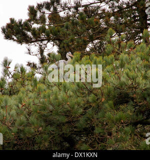 Leyland, Lancashire, Royaume-Uni, le 16 mars, 2014. Les hérons assis sur son nid en haut des pins à Cuerden Valley Park Crédit : Sue Burton/Alamy Live News Banque D'Images