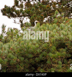 Leyland, Lancashire, Royaume-Uni, le 16 mars, 2014. Les hérons assis sur son nid en haut des pins à Cuerden Valley Park Crédit : Sue Burton/Alamy Live News Banque D'Images