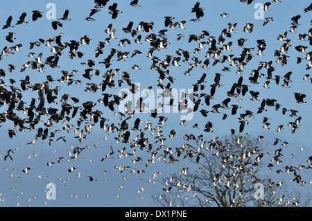 Troupeau de sociable - Vanellus vanellus, et le Bécasseau variable - Calidris alpina en vol Banque D'Images