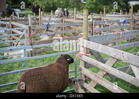 Lauréat du prix d'un mouton noir l'air hors de sa plume à l'Holm montrent un événement agricole annuelle tenue à Newcastleton, en Écosse. Banque D'Images