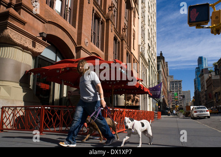 Un voisin marche autour de leurs rues de l'East Village avec leurs deux chiens. Dans l'East Village, près de la 9e rue existe, depuis des décennies, une importante communauté ukrainienne. Depuis 1954, le site de référence est Veselka (rainbow en ukrainien), un restaurant où vous pourrez déguster les spécialités du pays. Un endroit hautement recommandé, plein de jeunes et des Ukrainiens dans le quartier, et où vous pouvez prendre, sur votre terrasse ou dans la salle à manger, blintzis, sandwich ou pierogis. Banque D'Images