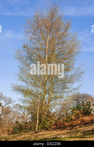 Grand arbre tordu en forêt Banque D'Images