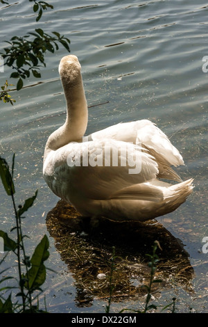 Close up de mute swan Banque D'Images