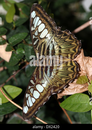 Brown variété du Clipper Butterfly (Parthenos sylvia) Banque D'Images