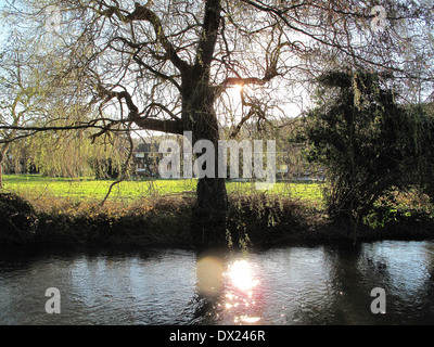 Dans la rivière Darent Shoreham Kent au début du printemps Banque D'Images