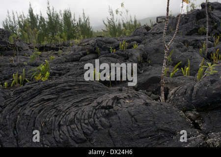 Au cours des dernières éruptions de lave est accumulée de l'île de la réunion dans le Grand brûlé. Le Grand Brûlé est la zone côtière Banque D'Images