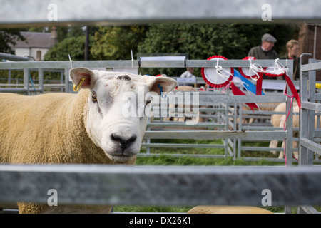 Un mouton lauréat du prix l'air hors de sa plume à l'Holm Show à Newcastleton, en Écosse. Banque D'Images