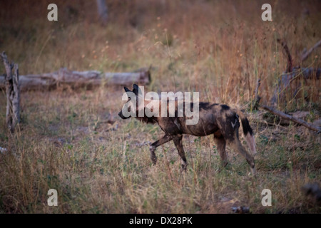 Deux chiens sauvages africains ou les chiens de chasse (chien sauvage) près du Camp Khwai River Lodge by Orient Express au Botswana, au sein de la Moremi Banque D'Images