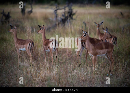 Un troupeau de gazelles Thompson sur l'alerte pour l'attaque d'un prédateur près du Camp Khwai River Lodge by Orient Express au Botswana, Banque D'Images