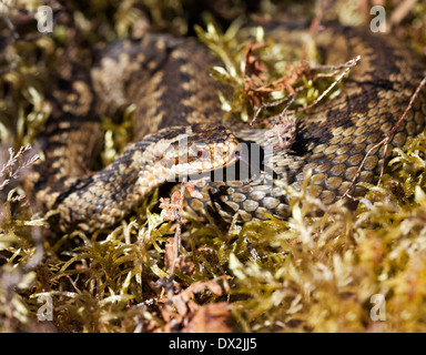 Vipère Vipera berus mâle avec détection de langue maternelle North Pennines County Durham UK Banque D'Images